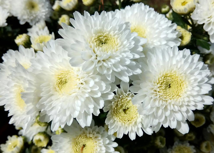 白菊